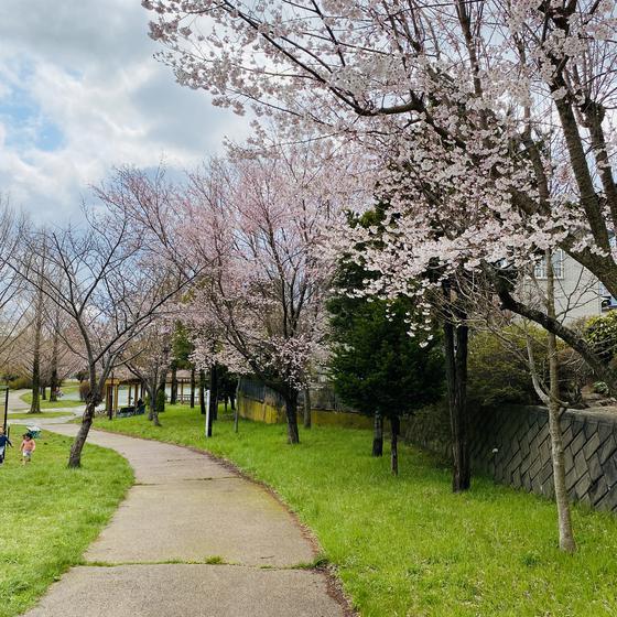 桜のご様子　＠函館市富岡町