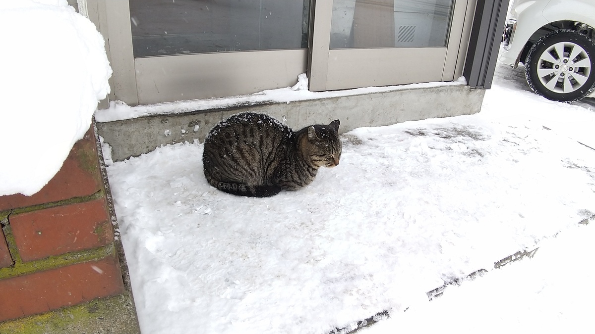 癒しの店番猫　　函館リフォームショップ