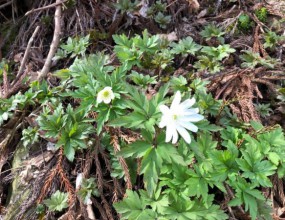 春の芽吹き♬　　＠函館山