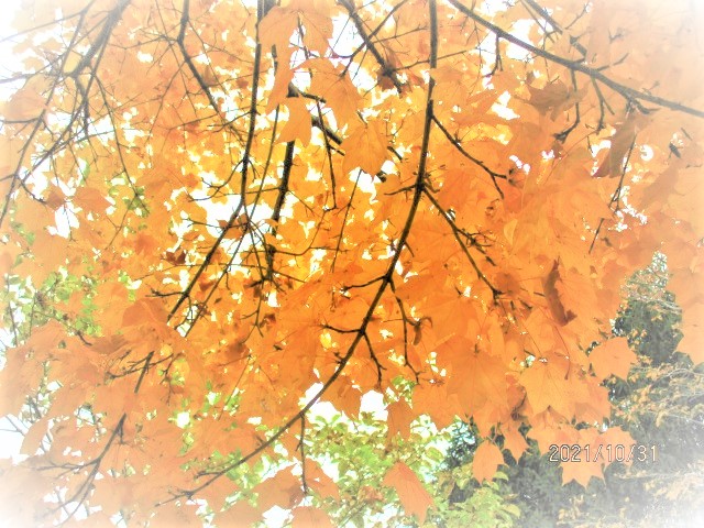 塗り壁材Ｓｔｏの仲間がふえました～『SANDECO：サンデコ』