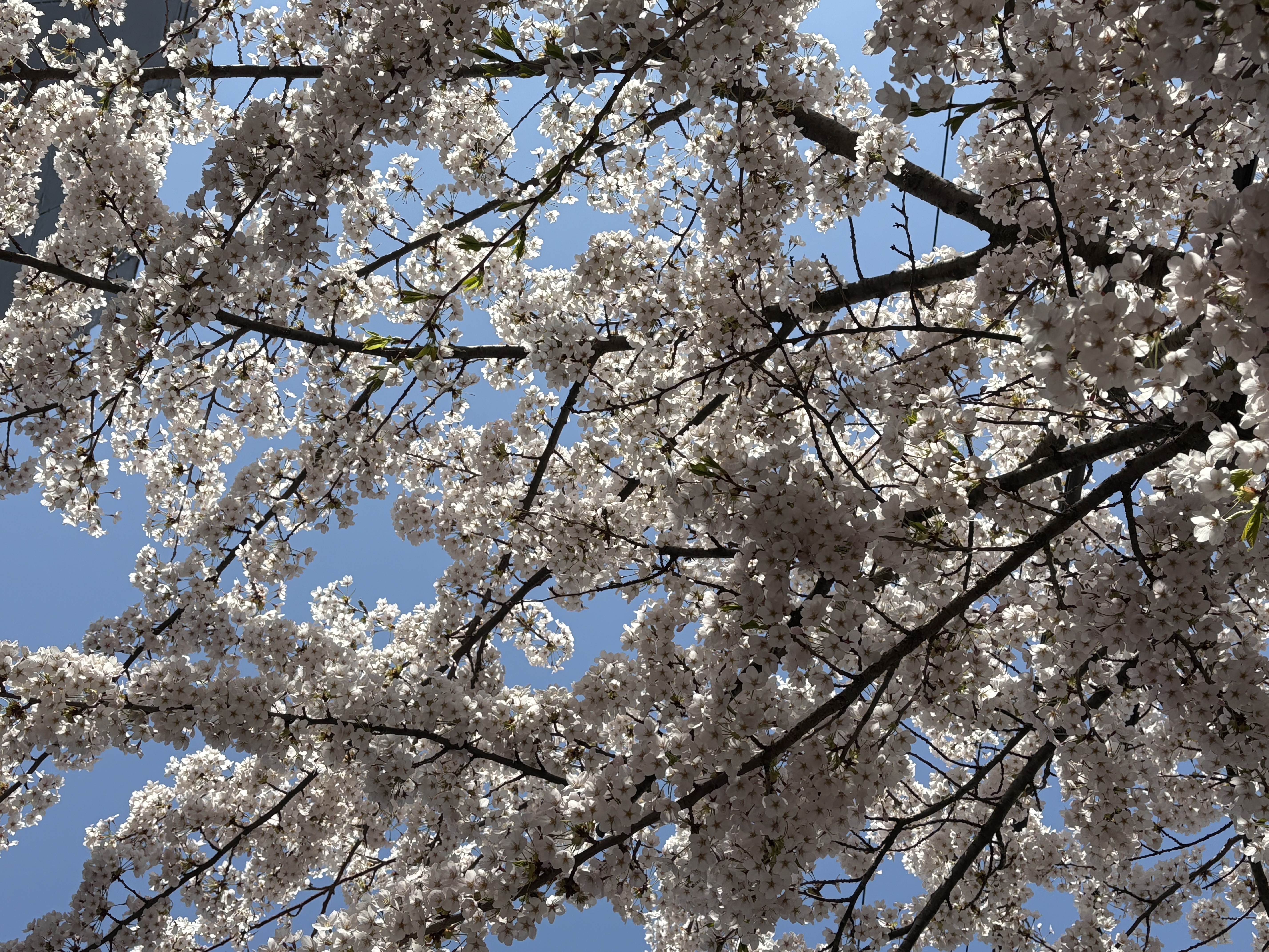 去年の桜.jpeg