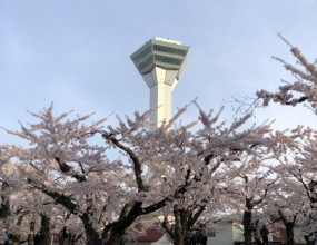 癒しの桜・・・・函館＆北斗　　　リフォームショップ　ハウジング・コバヤシ