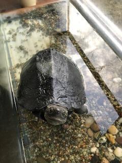 わが家のペット（＾－＾）　　　リフォームショップ　ハウジング・コバヤシ